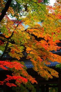 山門にかかる紅葉640×960