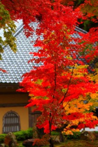 法堂横にある綺麗な紅葉320×480