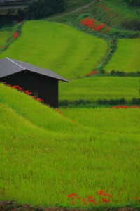 昔懐かしい棚田の風景320×480