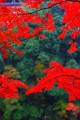 山の緑を背景にした紅葉640×960