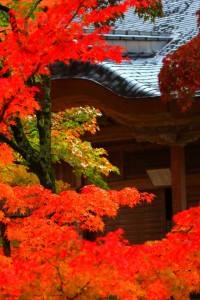 法堂の屋根と紅葉640×960