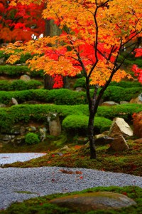 綺麗な法堂横庭園640×960