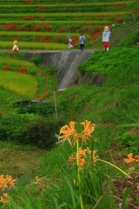 黄色い彼岸花と棚田640×960