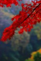 永源寺参道の紅葉と周囲の山々320×480