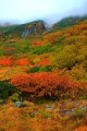 登山道途中の鮮烈な紅葉320×480