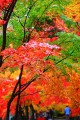 折り重なる紅葉の下を歩く観光客320×480