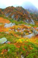 鮮烈な紅葉とガスがかかる山640×960