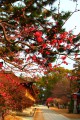 北野天満宮境内と咲き始めた赤い梅640×960