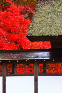 檜皮葺屋根と白い壁と真っ赤な紅葉640×960