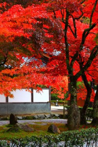 開山堂前あたりの庭園紅葉640×960