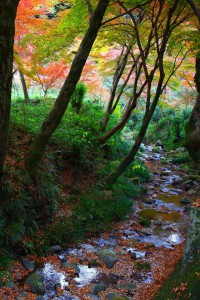 正暦寺の脇を流れる菩提仙川640×960