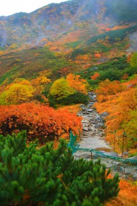 登山道と鮮烈な紅葉640×960