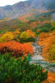 登山道と鮮烈な紅葉640×960