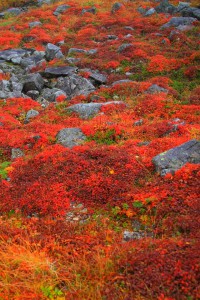 大変綺麗な千畳敷の草紅葉640×960