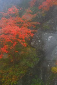 崖の途中の紅葉320×480