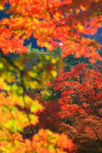 遠くの紅葉と近くの紅葉640×960