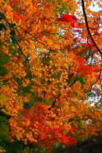 石垣の近くの紅葉640×960