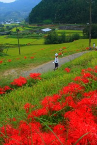 人のように見える案山子320×480