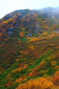 強烈な斜面の紅葉640×960