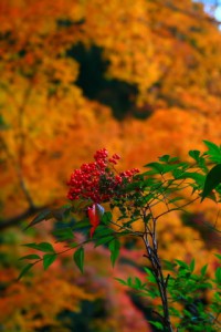 黄色の紅葉と南天の実の朱320×480