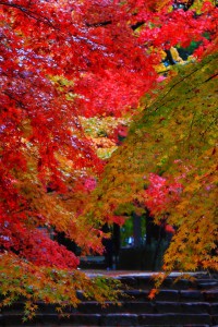 見事な紅葉のトンネル640×960