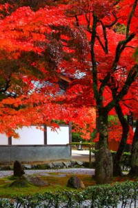 開山堂前あたりの庭園紅葉320×480