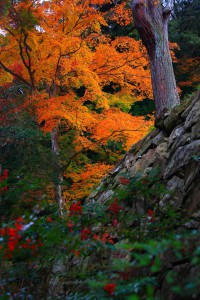 黄色の紅葉と石垣と南天の実640×960