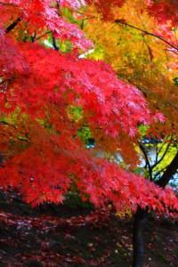 開山堂裏手あたりの紅葉320×480