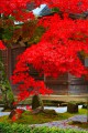 開山堂前庭の真っ赤な紅葉640×960