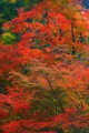 談山神社出口付近の綺麗な紅葉640×960