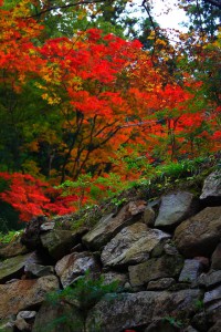 古い石垣と赤い紅葉640×960