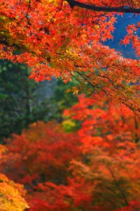 談山神社の美しい紅葉320×480