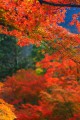 談山神社の美しい紅葉320×480