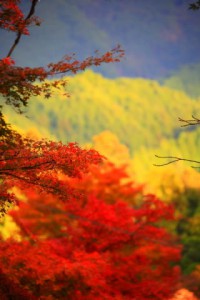 談山神社周辺の山に当たる光と紅葉320×480