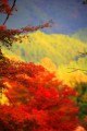談山神社周辺の山に当たる光と紅葉320×480