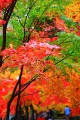 折り重なる紅葉の下を歩く観光客640×960