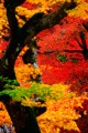 鮮烈な紅葉の舞640×960