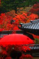 傘の赤と紅葉の朱640×960
