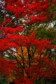 談山神社入口の紅葉640×960