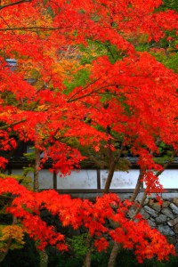 外から見た正暦寺の白壁と紅葉640×960