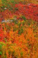 様々な色の草紅葉320×480