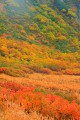 綺麗な彩りの伊那前岳の斜面320×480