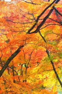 派手な黄色の紅葉320×480