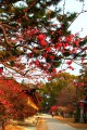 北野天満宮境内と咲き始めた赤い梅320×480