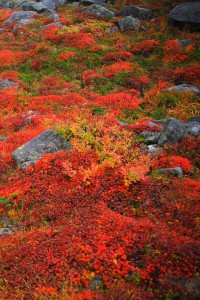 千畳敷カールの草紅葉640×960