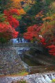 永源寺手前の橋から見た紅葉640×960