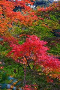 山の斜面の紅葉640×960