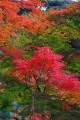 山の斜面の紅葉640×960