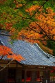 正暦寺本堂の建物と紅葉320×480