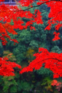 山の緑を背景にした紅葉320×480